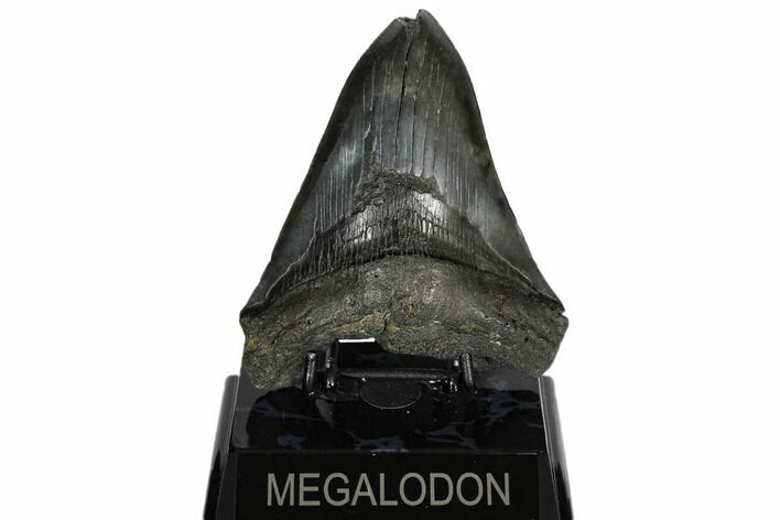 Bargain, Fossil Megalodon Tooth - South Carolina #186667